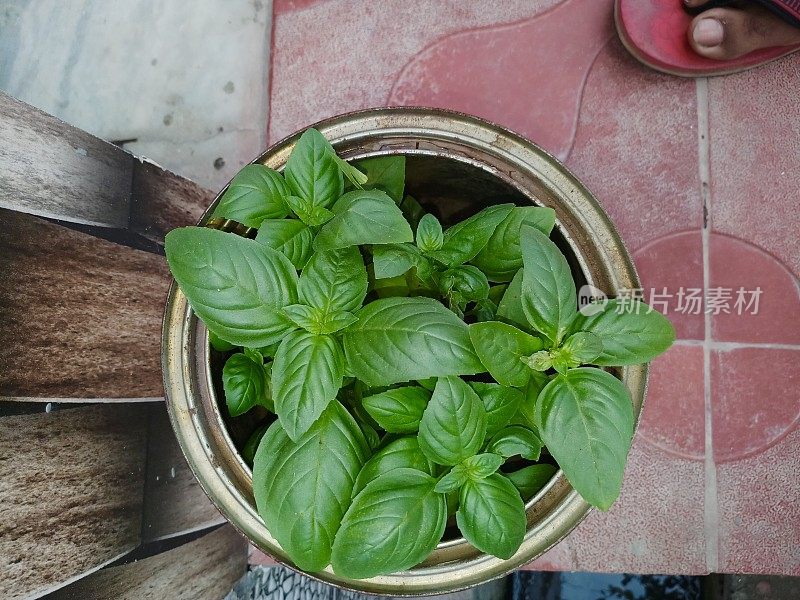 高角度的完全成长罗勒(Ocimum basilicum)种植在花盆定位在一个印度花园庭院